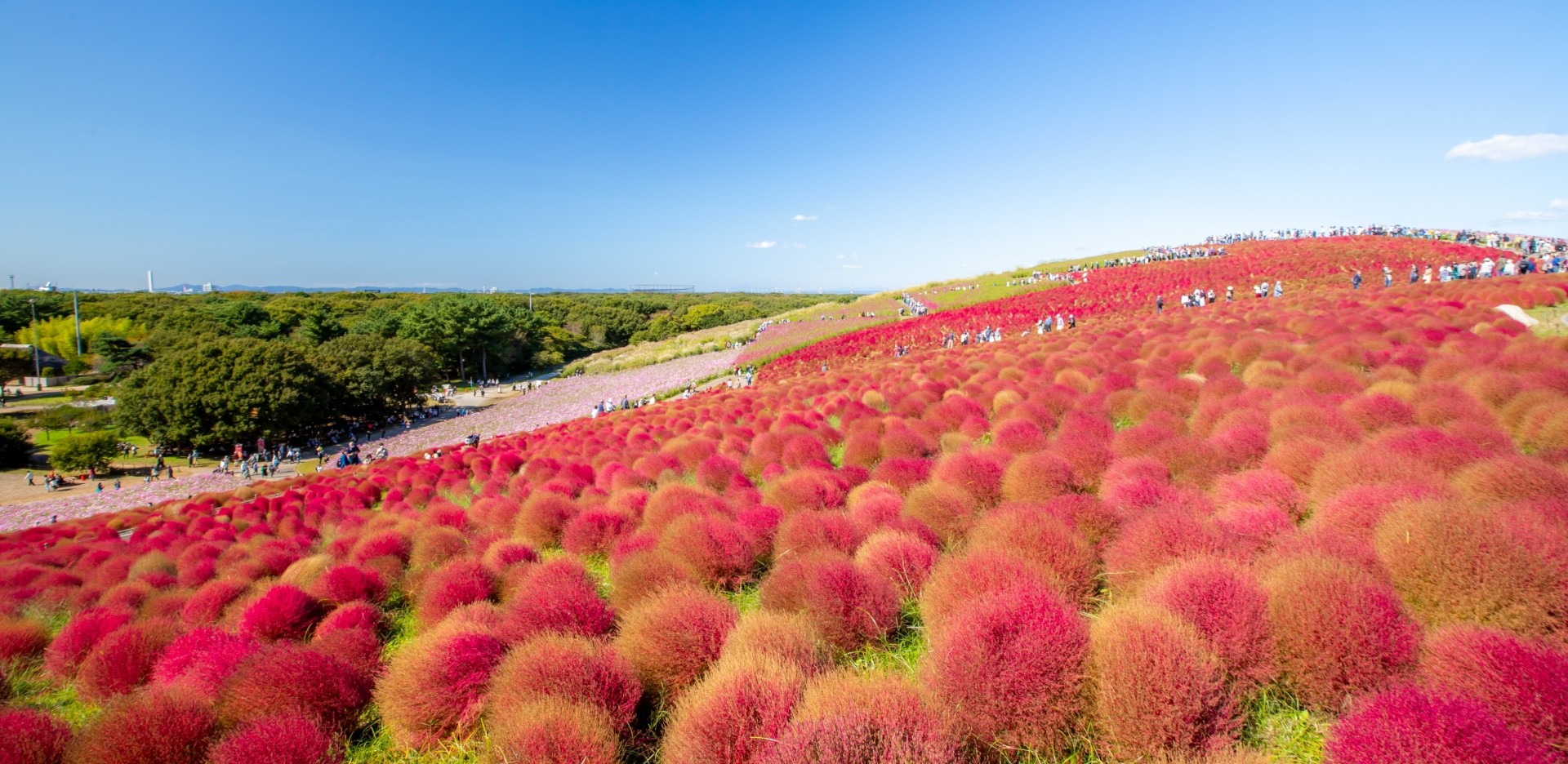 ひたち海浜公園