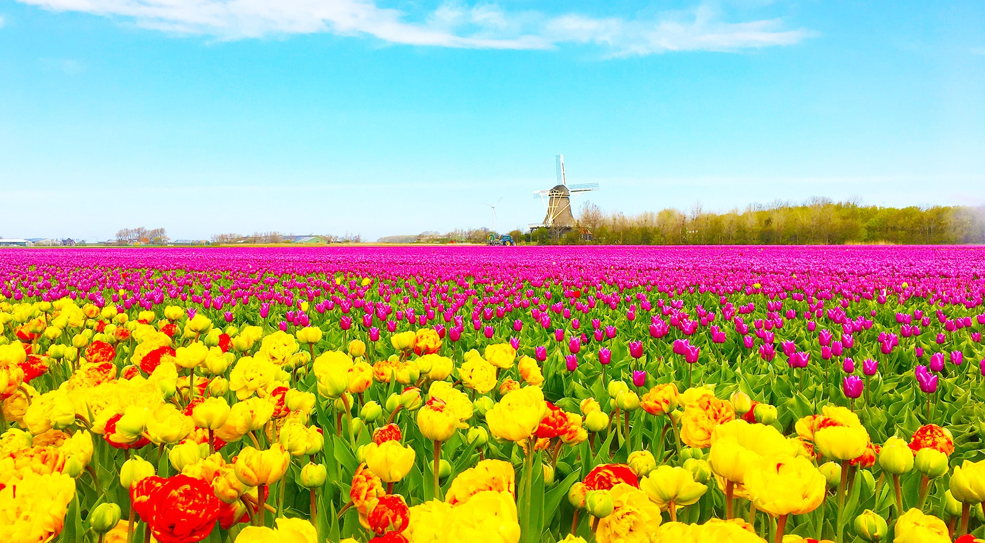 春の景色オランダの風車とチューリップ